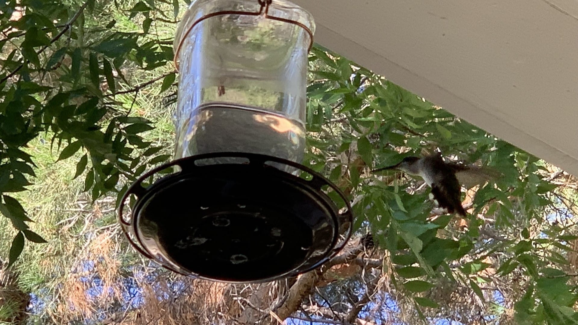 a hummingbird flying towards a feeder hanging from an eave with green leaves behind it