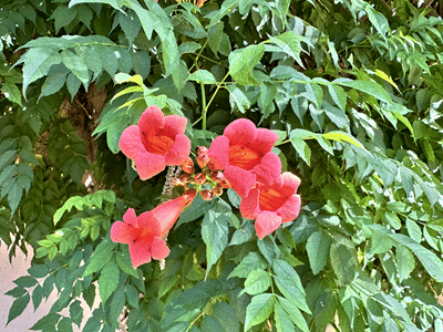 Bright pink trumpet shaped flowers in front of lush green leaves.