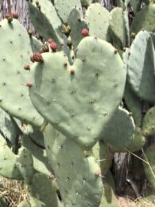 a prickly pear cactus in the shape of a heart with red tunas on it.