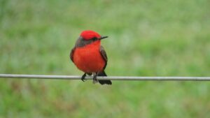 a bird with a bright red breast, black back and wings, and a black beak and mask