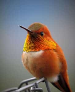 A small bird with a long beak, greenish cap, golden chin feathers, and brownish gold back chest and wing feathers