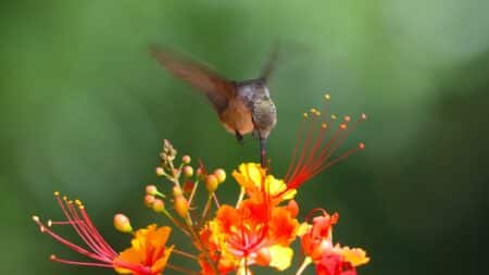 Small brown hummingbird drinking from an orange, yellow and red flower