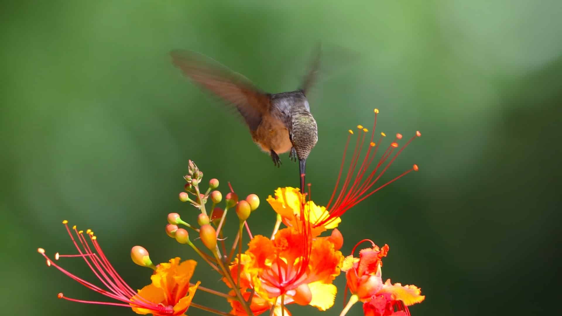 Small brown hummingbird drinking from an orange, yellow and red flower