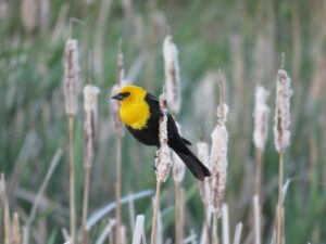 a bird with a black body, yellow head and shoulders, and a black beak and mask clinging to a grass stalk