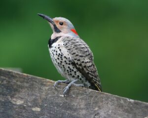 a white-bodied bird wih black spots and grayish wings. A block V on the next and a red spot on the back of the head