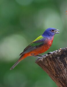 A colorful bird with a blue head, red underside, and two shades of green wings