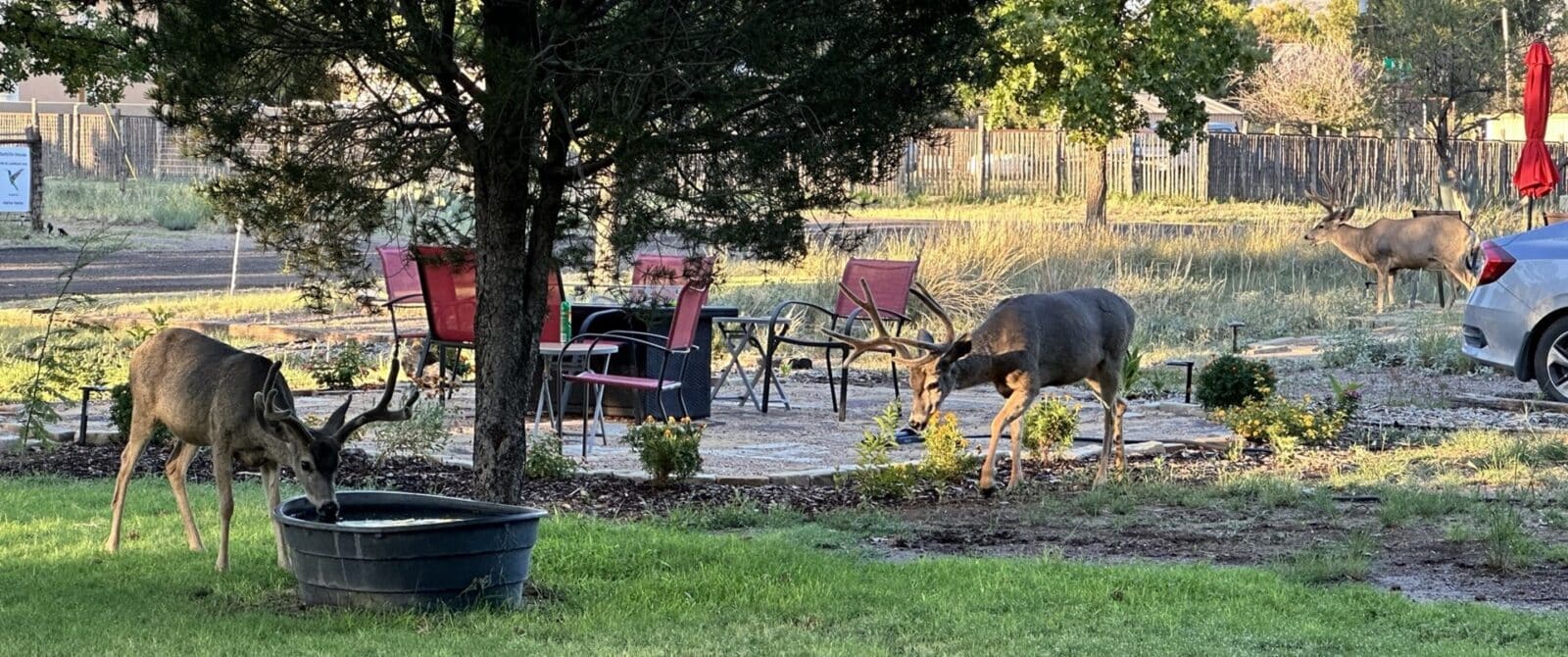3 mule deer, one drinking from a water trough and 2 eating the plants around a fire pit